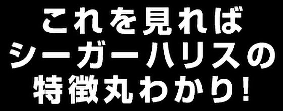 これを見ればシーガーハリスの特徴丸わかり！